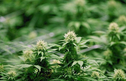 plants-de-marijuana.jpg