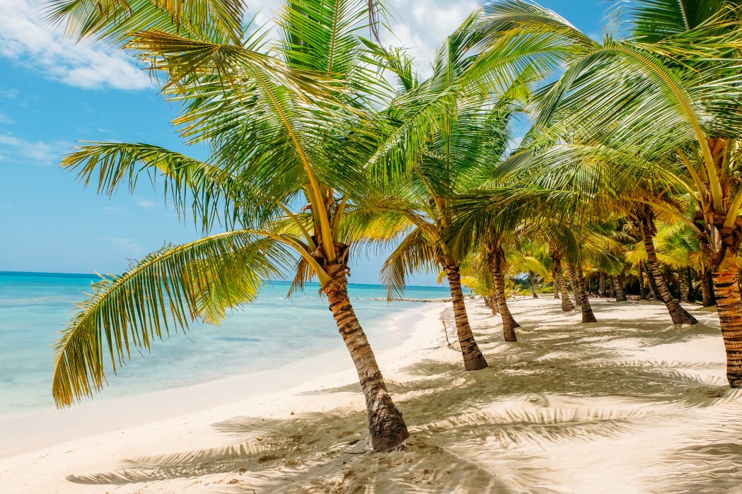 palmiers-dans-les-caraibes-a-punta-cana.jpg