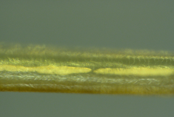 nanofils-10.png
