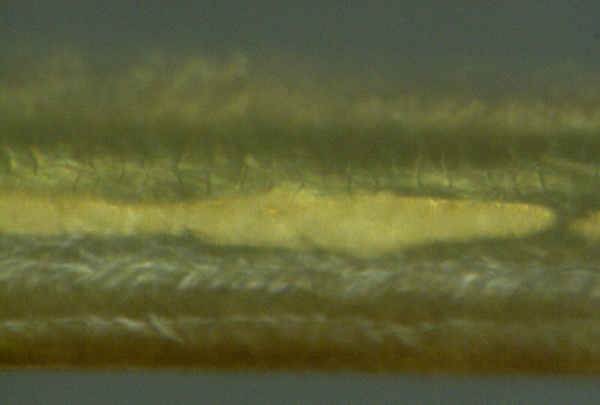 nanofils-11.png
