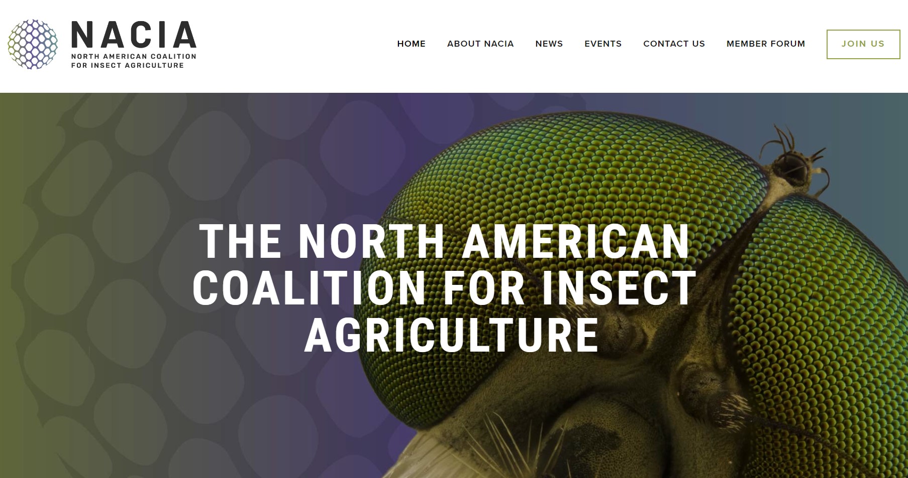 nacia-culture-d-insectes-en-amerique-du-nord.jpg