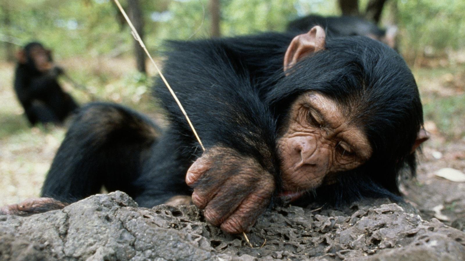 chimpanzee-qui-mange-des-insectes.jpg