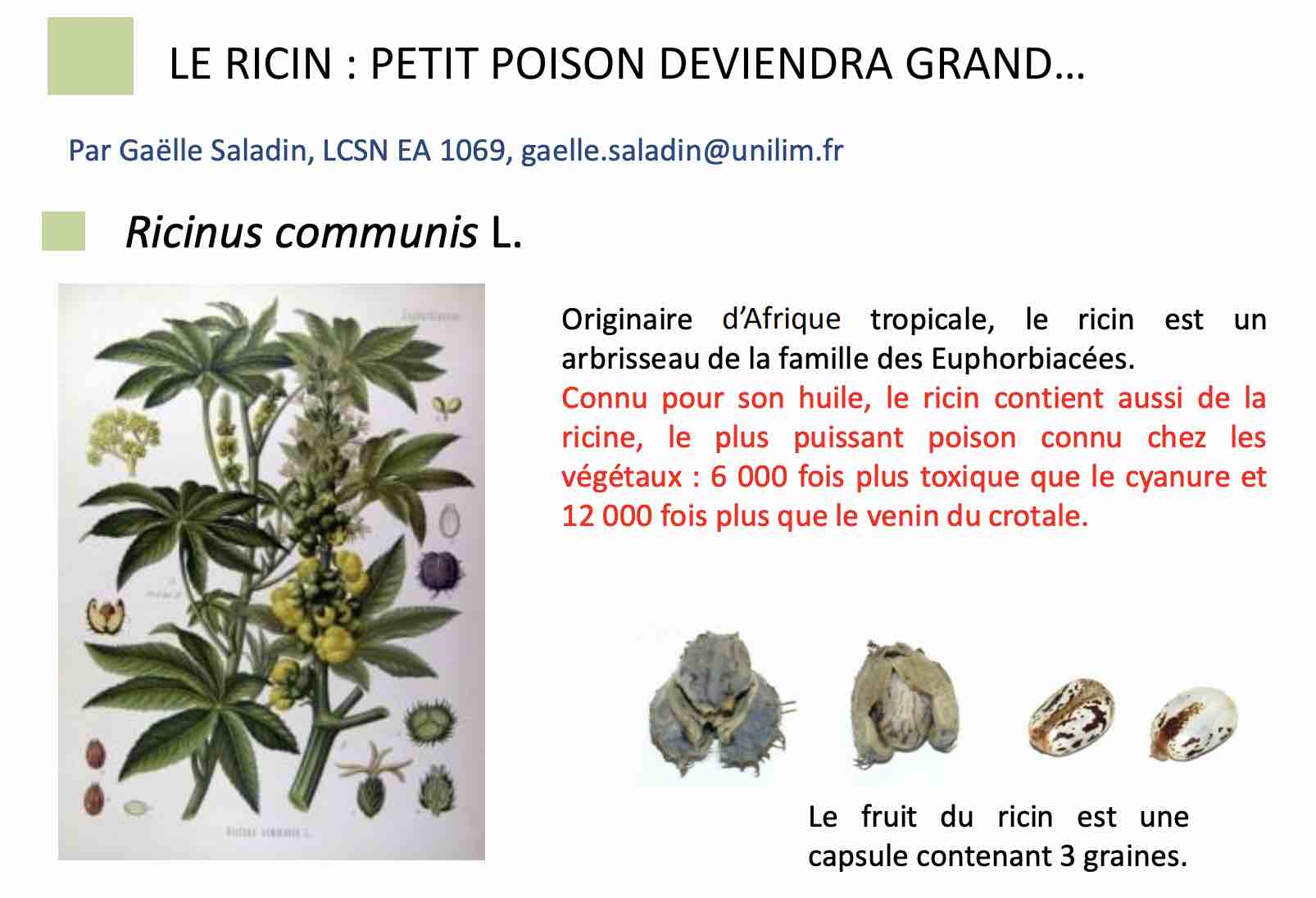 le-poison-de-ricin.jpg