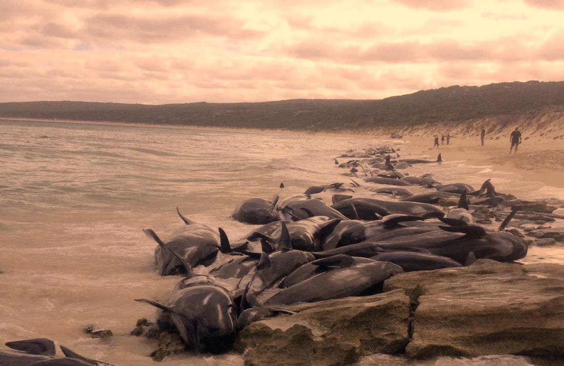 baleines-echouees-en-australie-21-septembre-2022.jpg