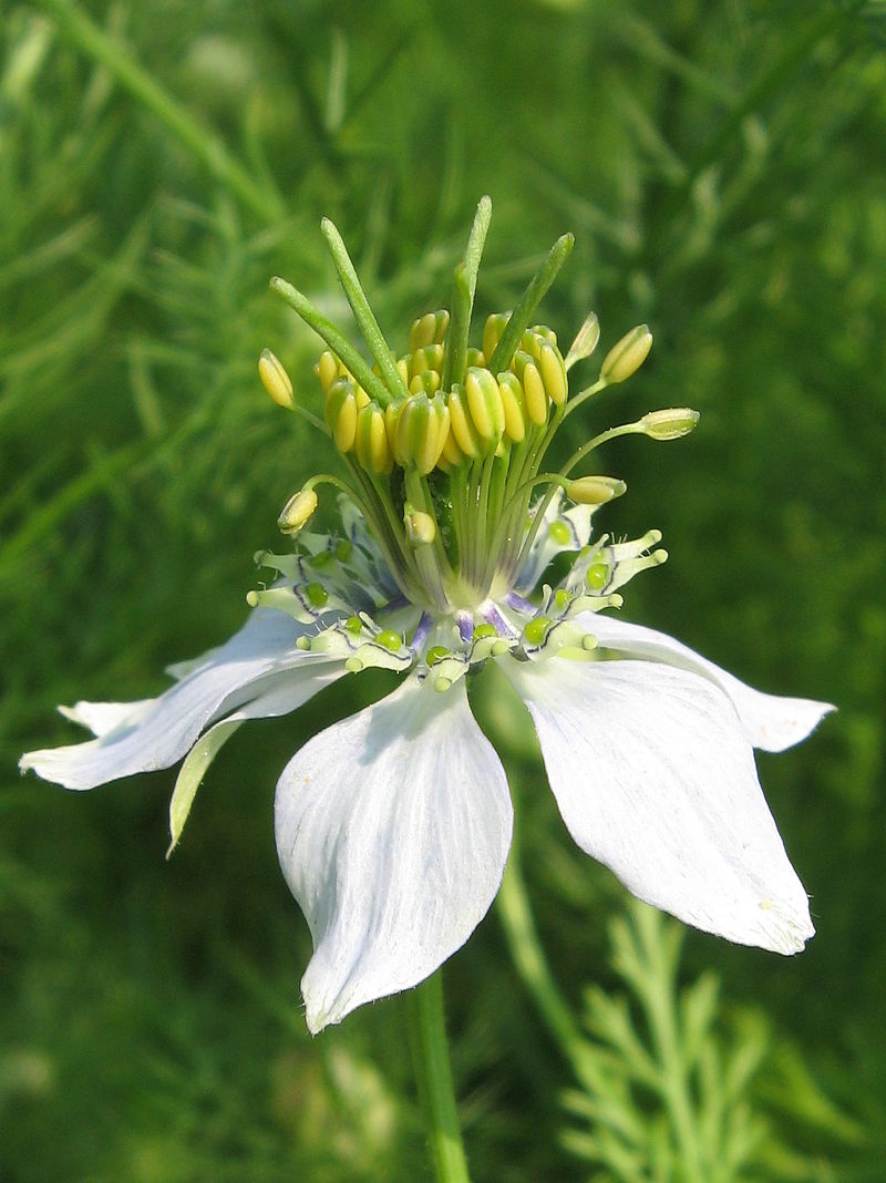nigella-sativa.jpg