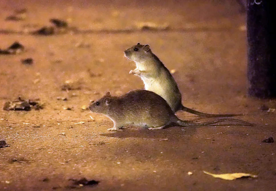 rats-a-montreal.jpg