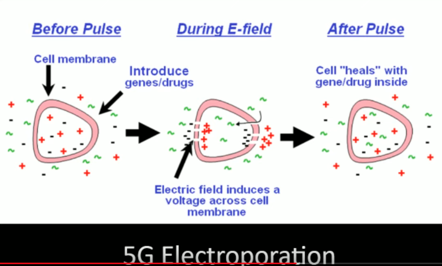 5g-electroporation.png
