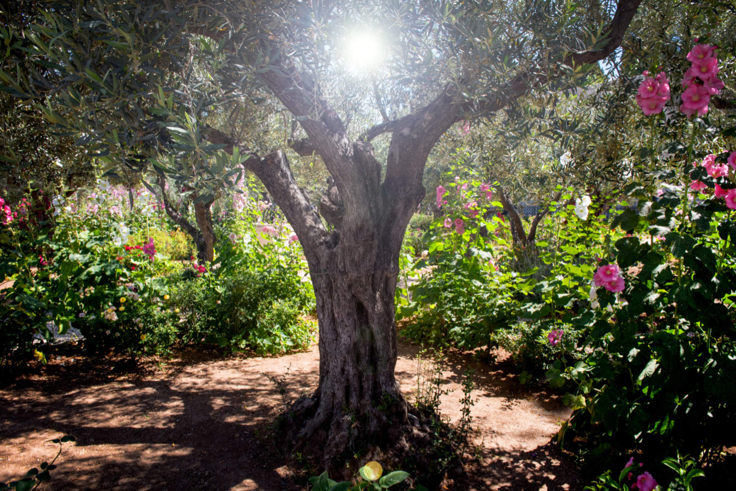 lumiere-divine-derriere-l-arbre.jpg