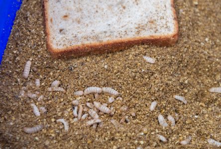 Les millions de larves d’Entosystem se nouriront de résidus alimentaires périmés afin d’éviter le gaspillage. (Photo : Ghyslain Bergeron)