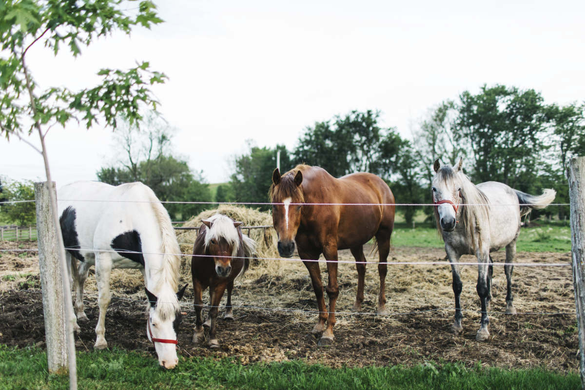 chevaux-derriere-une-cloture.jpg