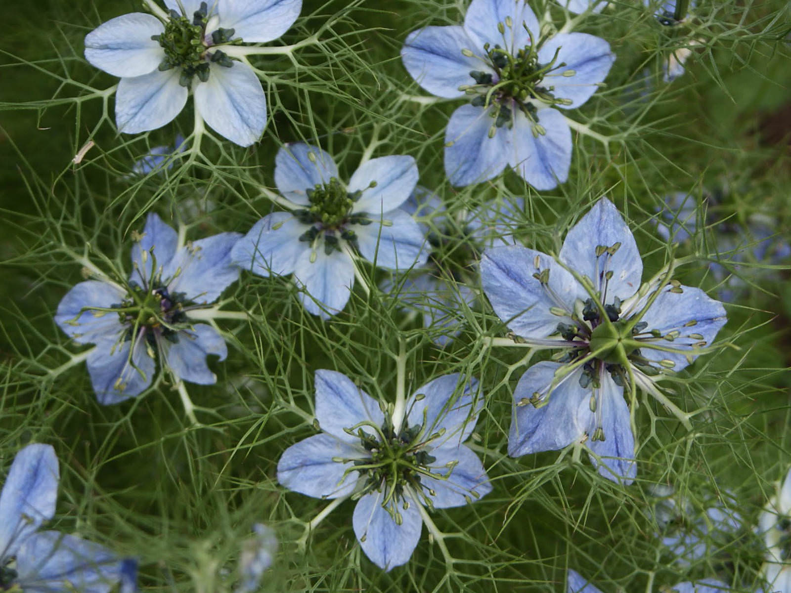 Nigella-sativa-Roman-Coriander.jpg