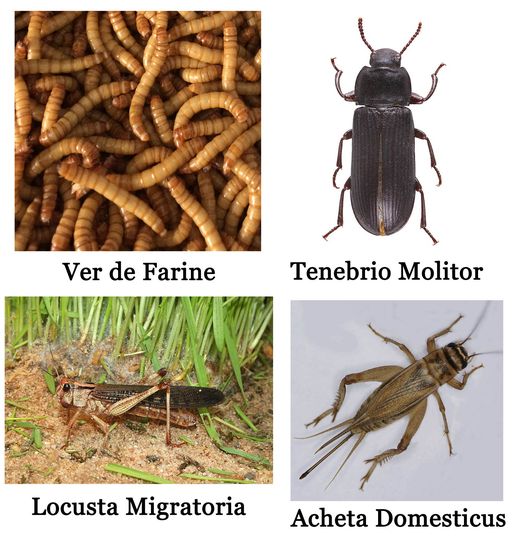 les-insectes-que-vous-lirez-sur-les-etiquettes.jpg
