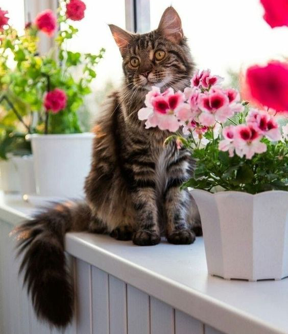 Ce n'est même plus possible, pour moi, de publier un chat!<br /><br />Je suis complètement bloqué, pendant 30 jours et j'espère que tout le monde comprend que c'est ça, le crédit social du "réseau" social.