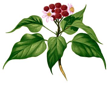 bixa-orellana.jpg