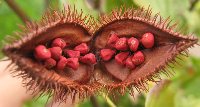 graines-du-fruit-de-l-annatto.jpg