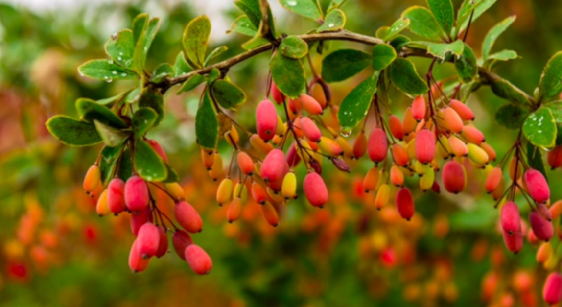 de-la-berberine.jpg
