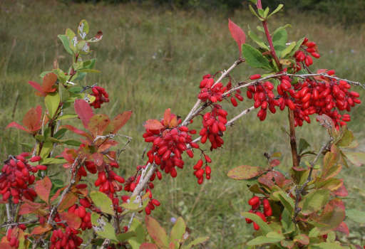 vertus-de-la-berberine.jpg