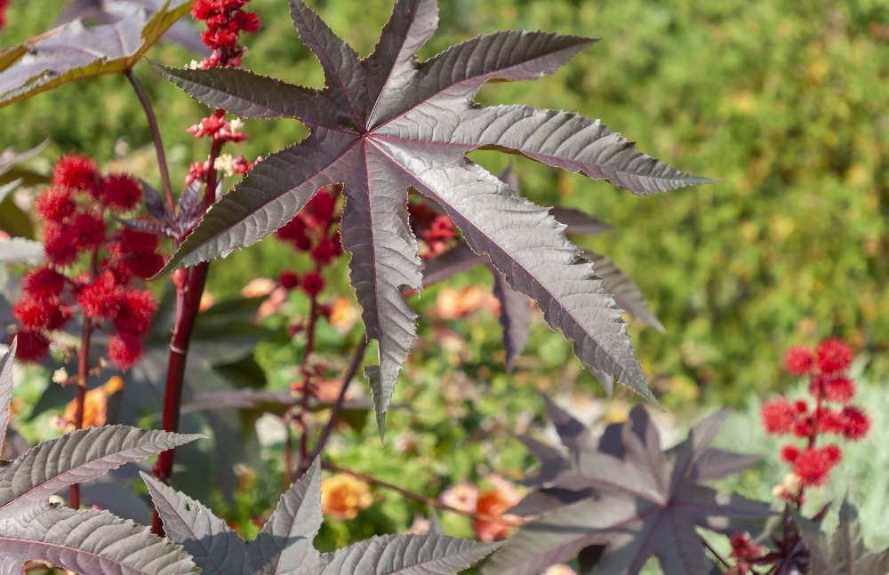plante-produisant-l-huile-de-ricin.jpg