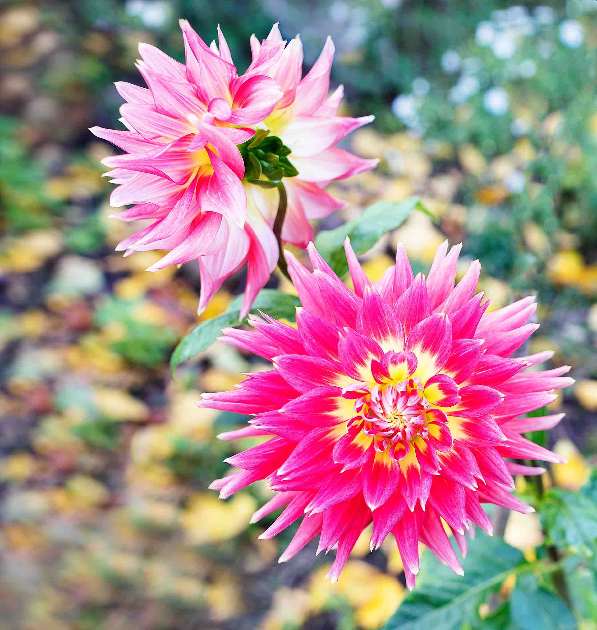 fleur-d-ete-dahlia-rose.jpeg
