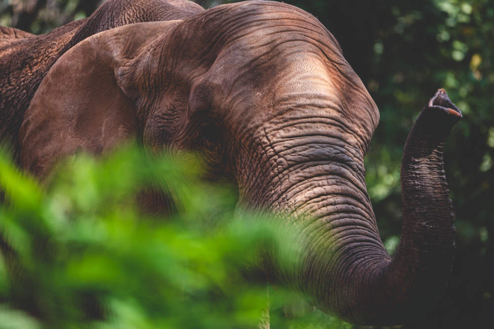 elephant-dans-la-nature.jpg
