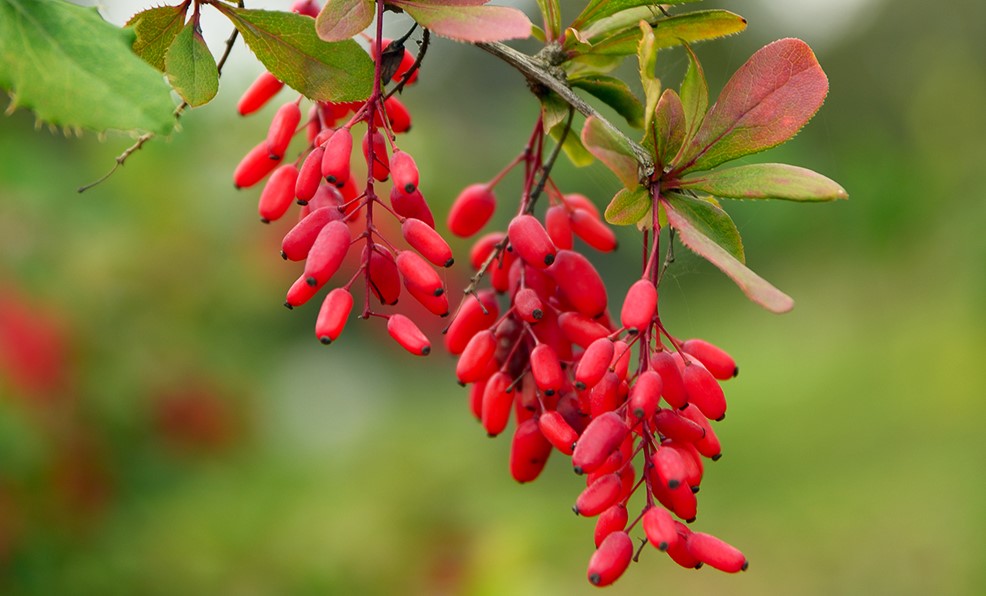 berberine-sur-la-branche.jpg