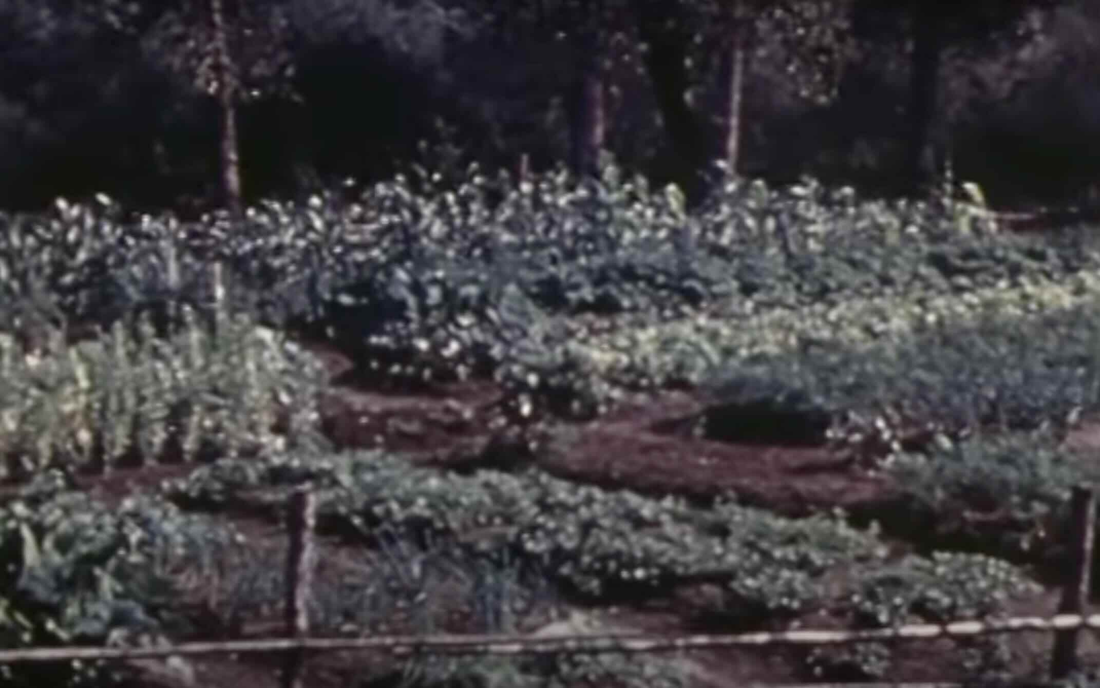 jardin-en-abitibi-en-1942.jpg