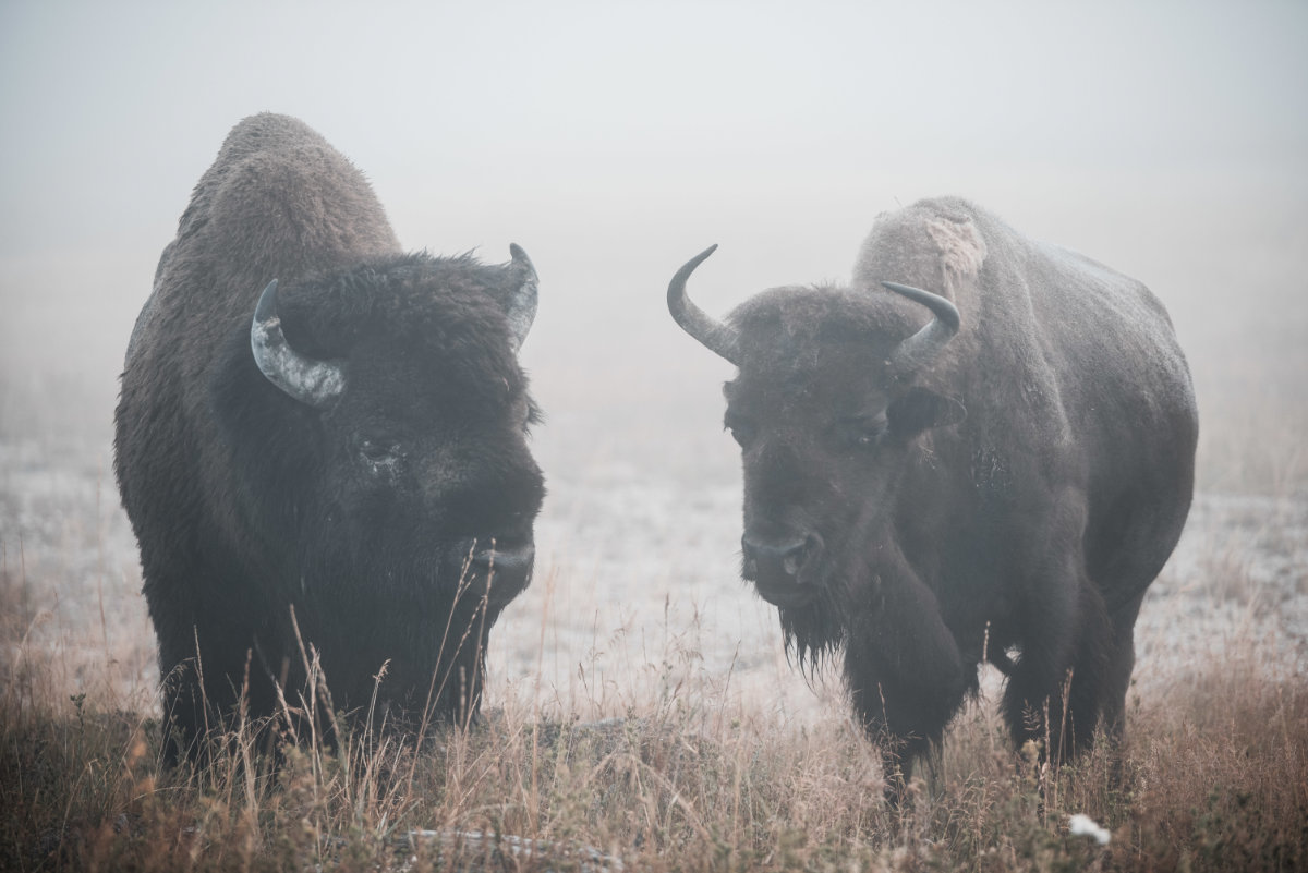 deux-bisons-dans-une-prairie.jpg