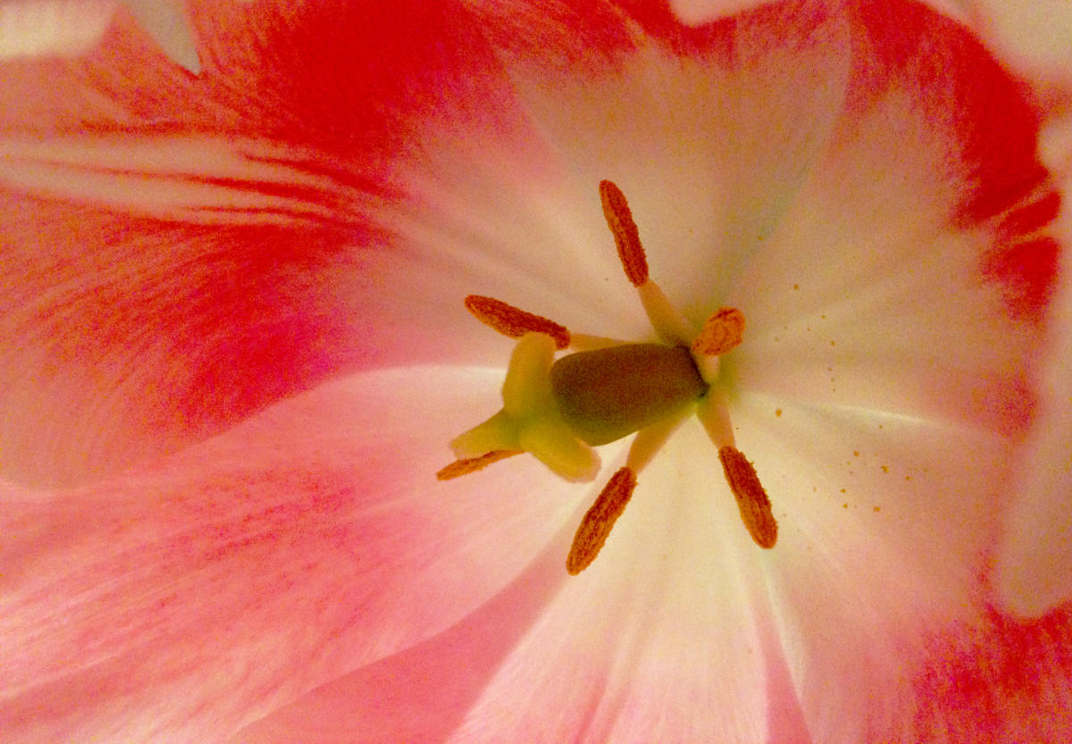 fleur-fabuleuse.jpg