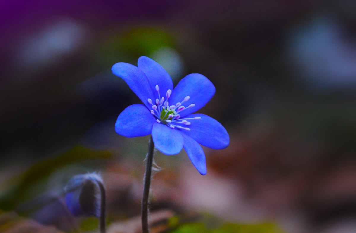 fleur-magnifique.jpg