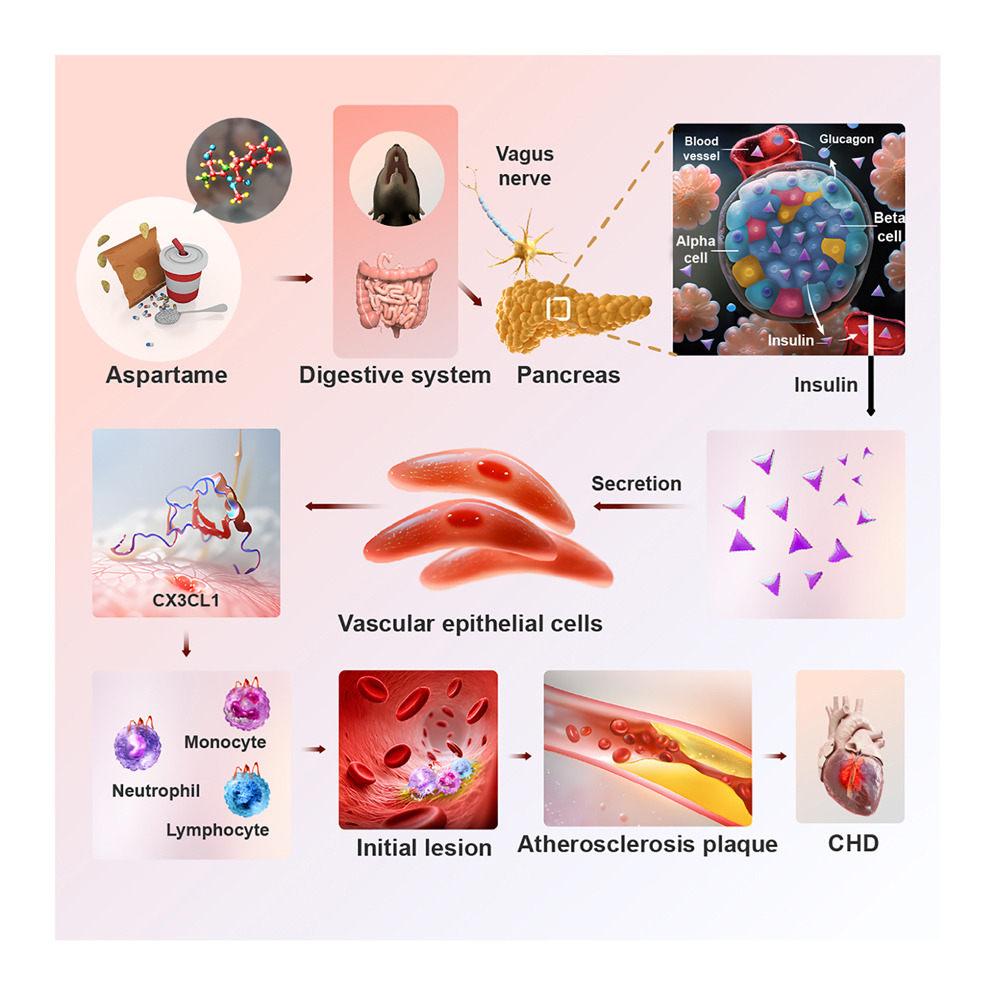 Source: https://www.sciencedirect.com/science/article/pii/S1550413125000063?via%3Dihub