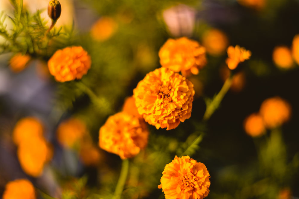 belles-fleurs.jpg