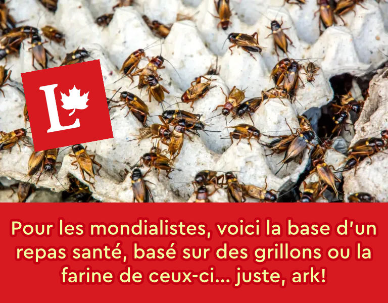 Source de l'image des grillons: https://www.expressbugs.com/cricket-egg-crates