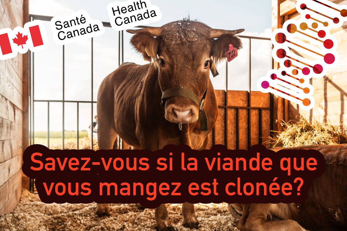 mangez-vous-de-la-viande-clonee.jpg