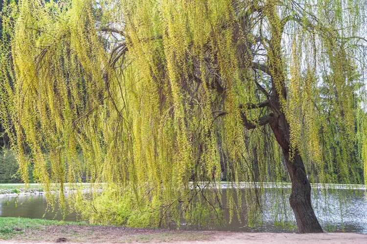 Crédit-photo: The Spruce / Evgeniya Vlasova<br /><br />Source: https://www.thespruce.com/white-willow-salix-alba-guide-5211968