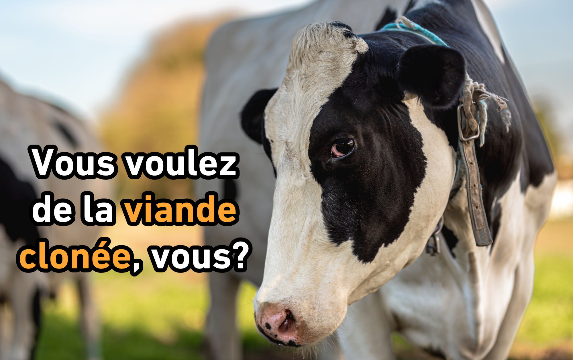 viande-clonee.jpg