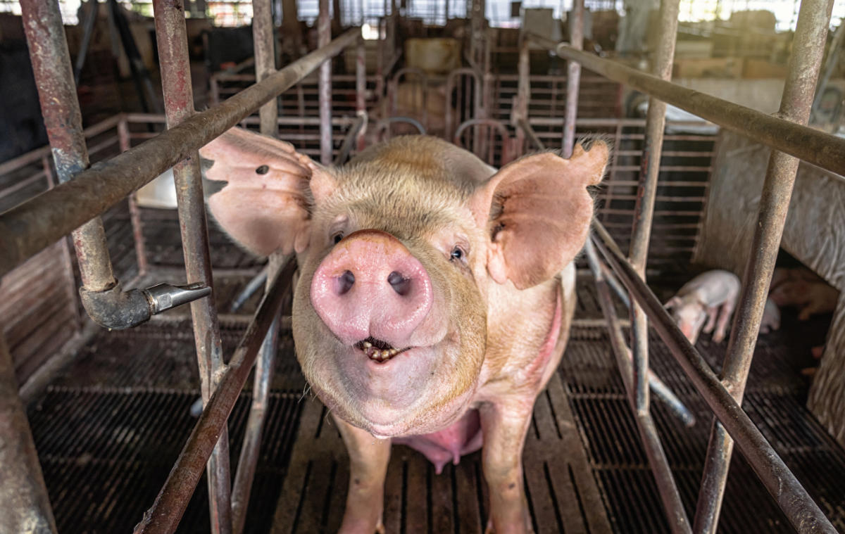 porc-dans-son-enclos.jpg