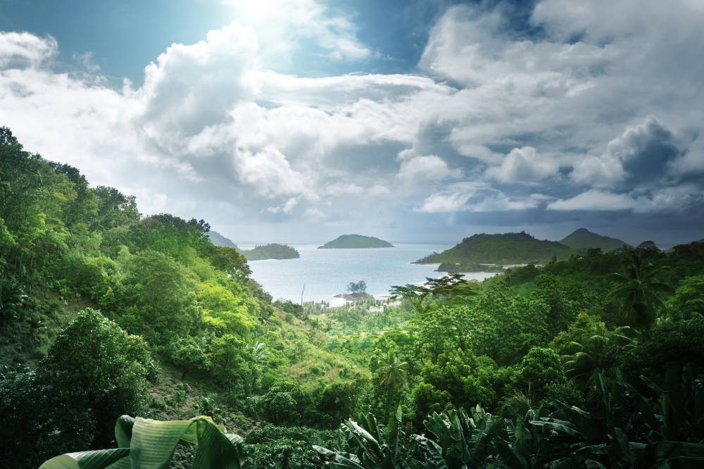 magnifique-paysage-de-jungle.jpg