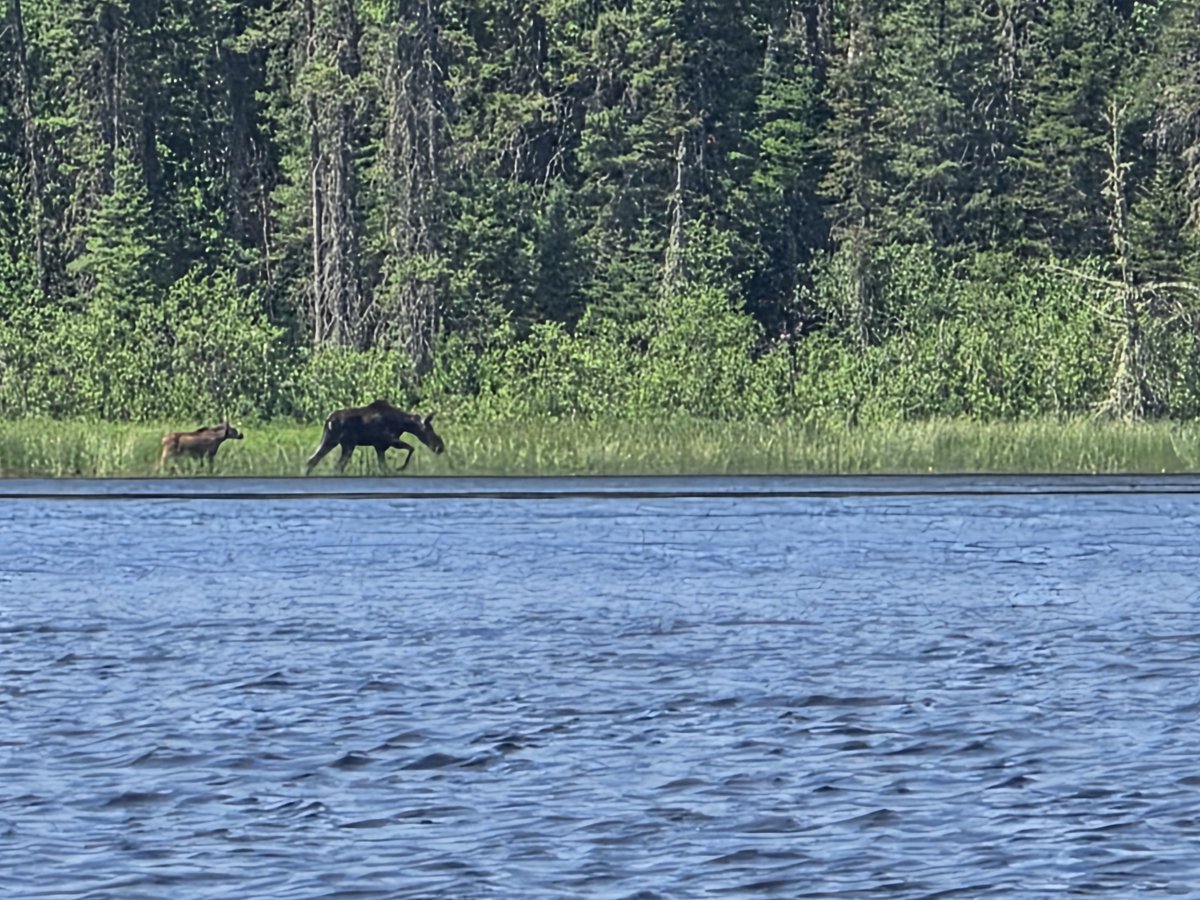 À quoi ressemble notre nature, au Canada... avant l'invasion des millions d'Indiens qui souillent notre coin du monde, comme ils le font dans le leur.