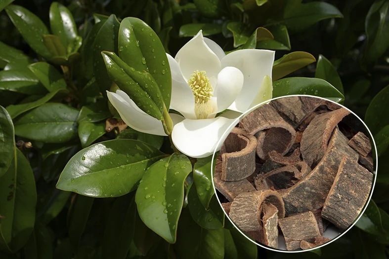 Source: https://drianstern.com/blogs/learn/magnolia-bark