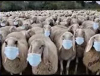 les-moutons-masques.jpg