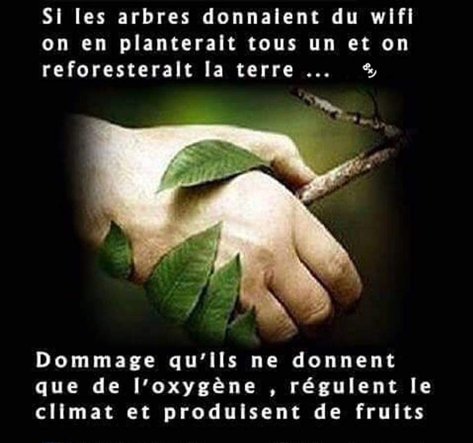l-importance-des-arbres.jpg
