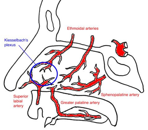 artere-sphenopalatine-de-la-cavite-nasale.png