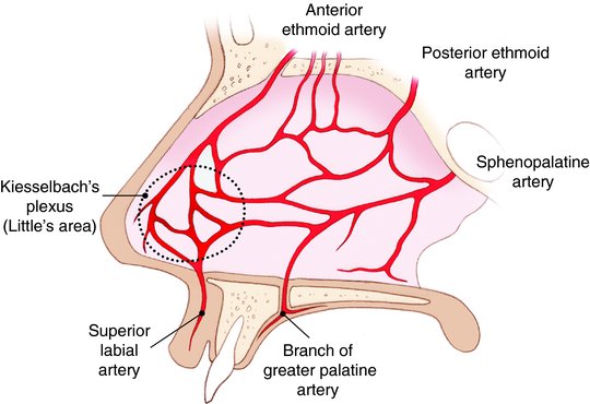artere-sphenopalatine-et-vaisseaux-sanguins-dans-la-cavite-nasale.jpeg
