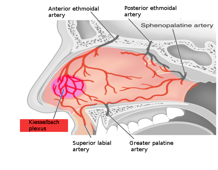 sphenopalatine-artery.png