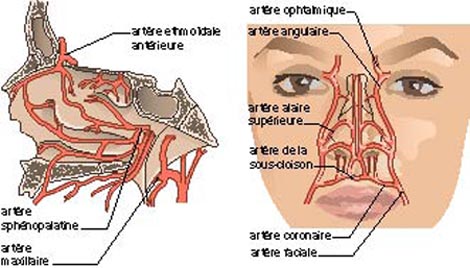 artere-sphenopalatine-dans-la-cavite-nasale.jpg