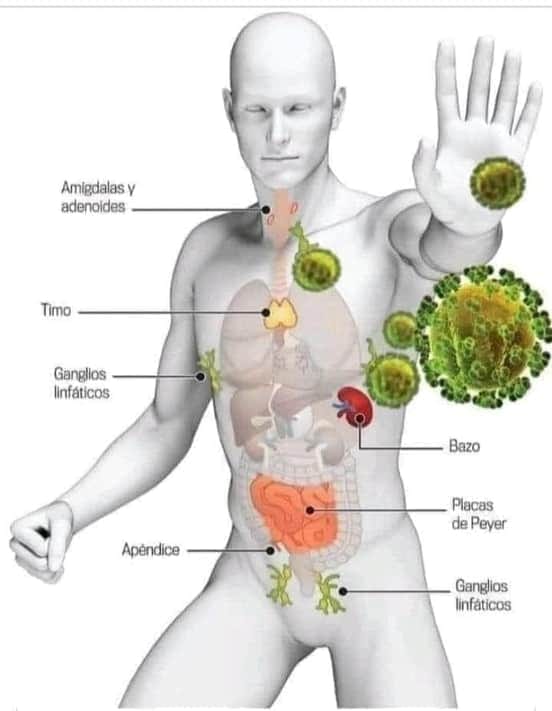 systeme-immunitaire-humain.jpg
