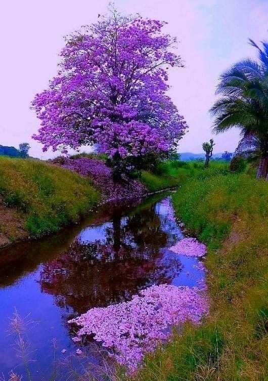 un-arbre-magnifique-aux-couleurs-pourpres.jpg