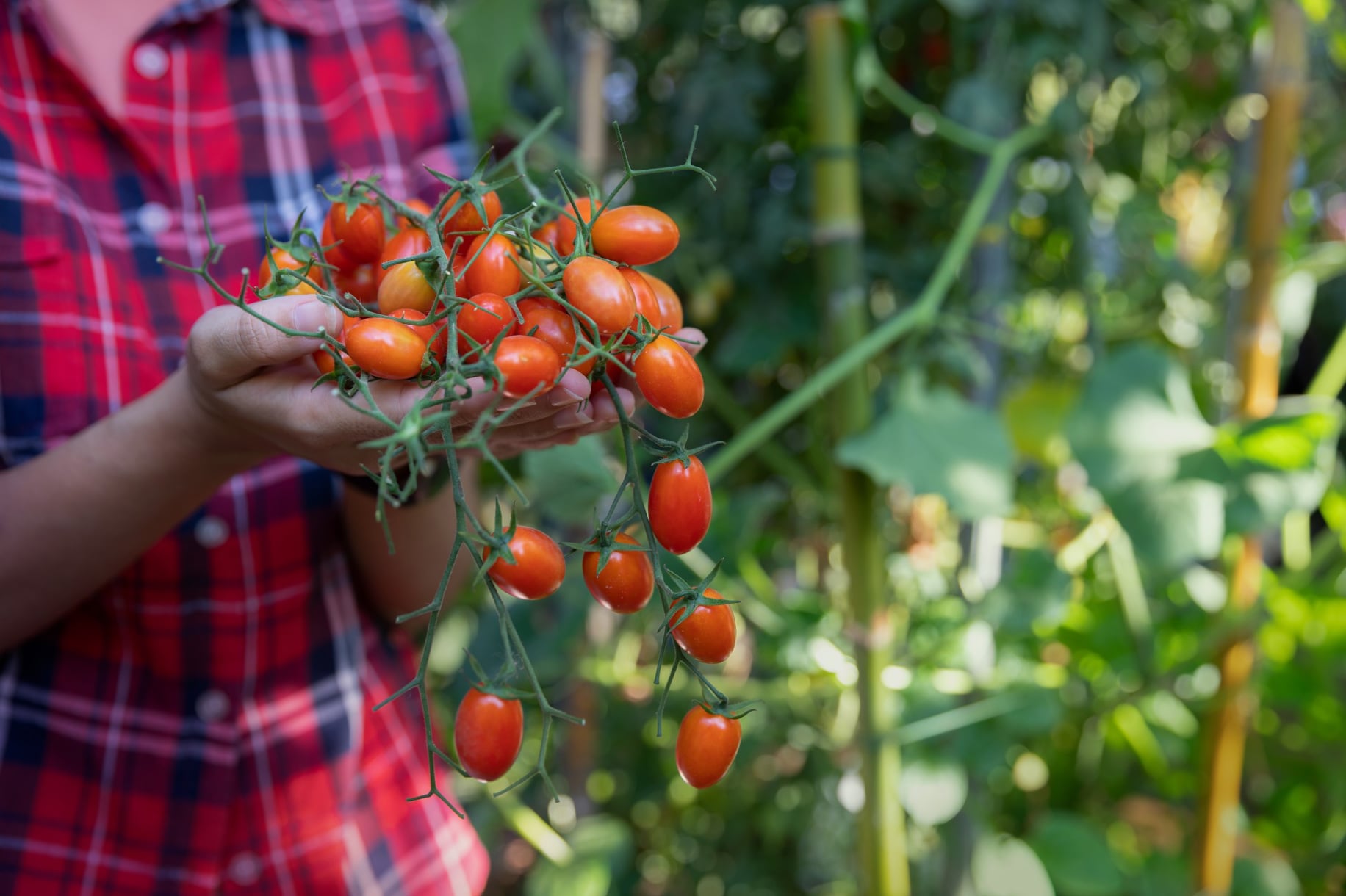tomates-cultivees-a-la-maison.jpg