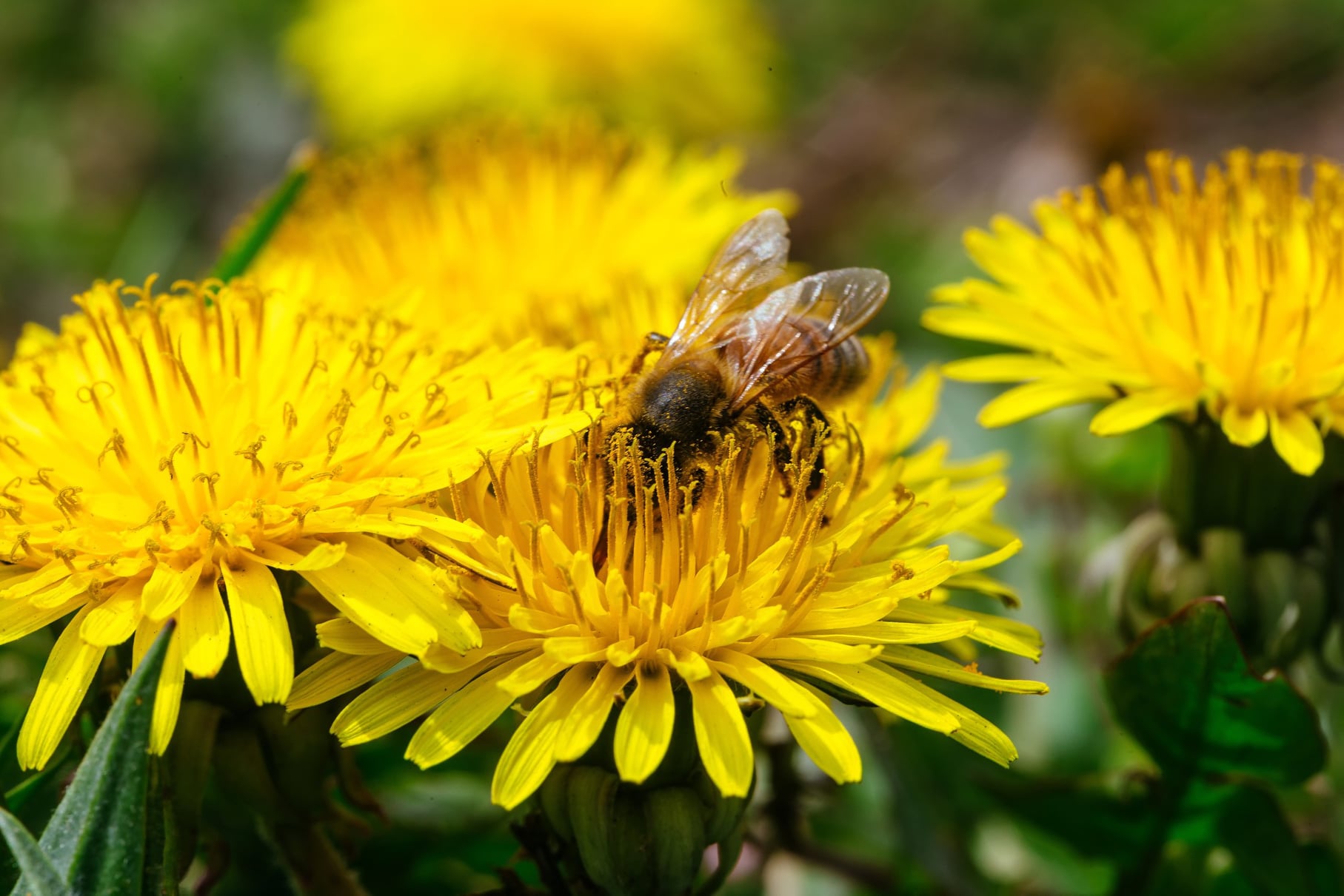 abeille-en-train-de-butiner-une-fleur.jpg