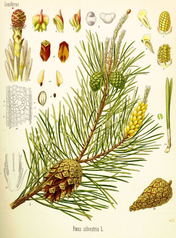 Pinus_silvestris_Koehler.jpg